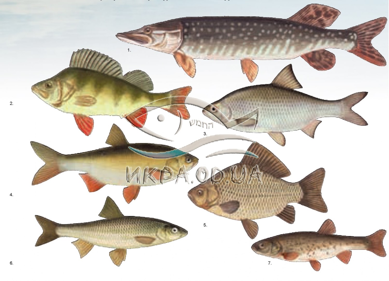 Семейство Лососевые (Salmonidae) часть 2 - изобилие красной рыбы в морях, реках и океанах дает на икру.