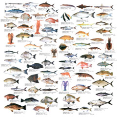 Рыба разновидности