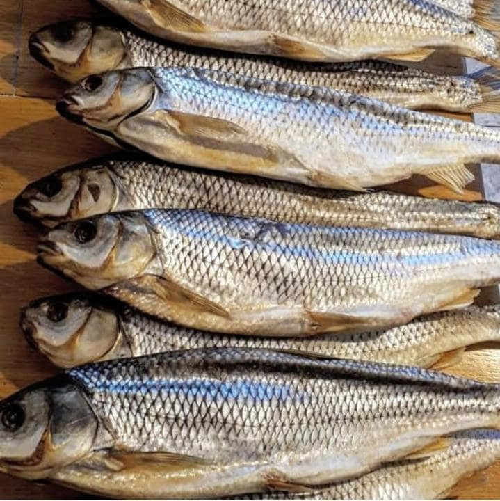 Кутум (Вырезуб) Дагестанский вяленая рыба