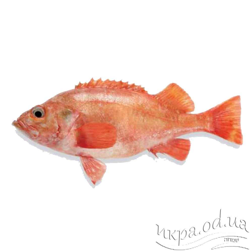Морской красный окунь рыба шоковой заморозки Испания (размерный ряд 200/400)