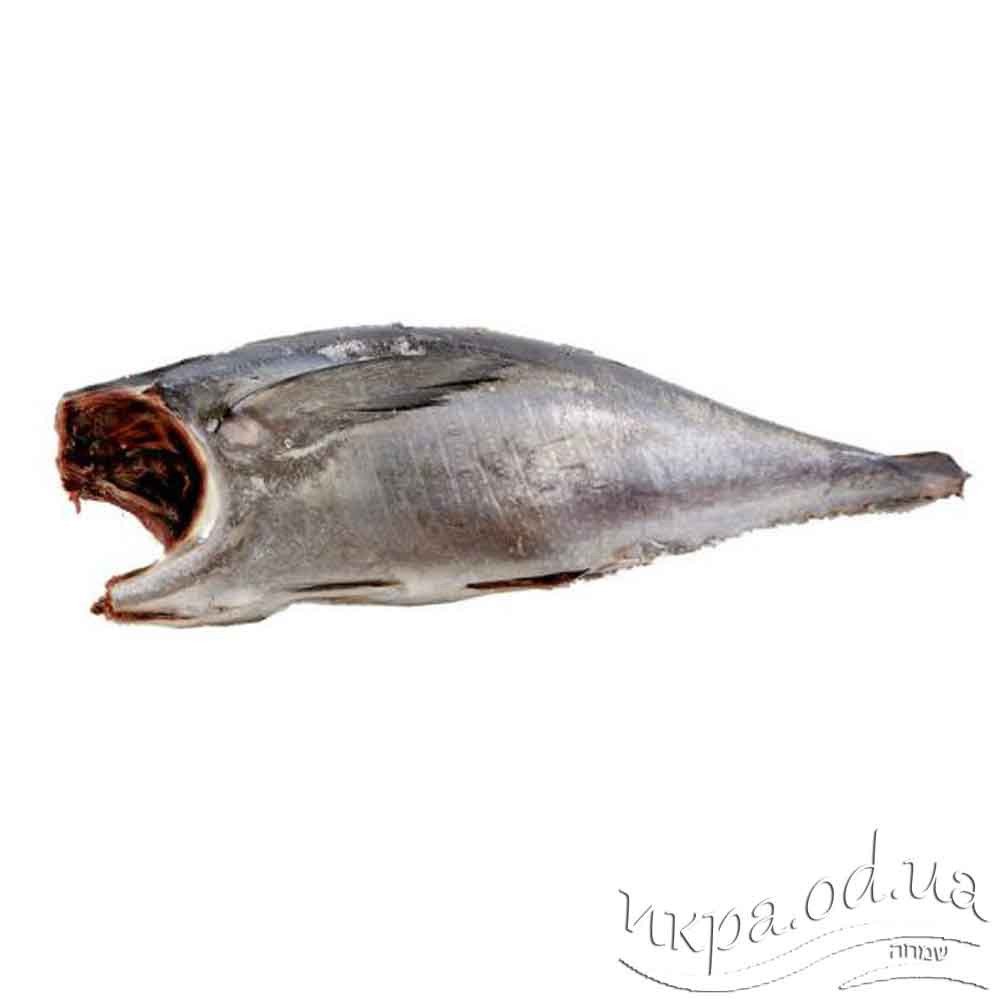 Тунец желтоперый (альбакор, желтохвостый тунец) тушка без головы океанская рыба шоковой заморозки