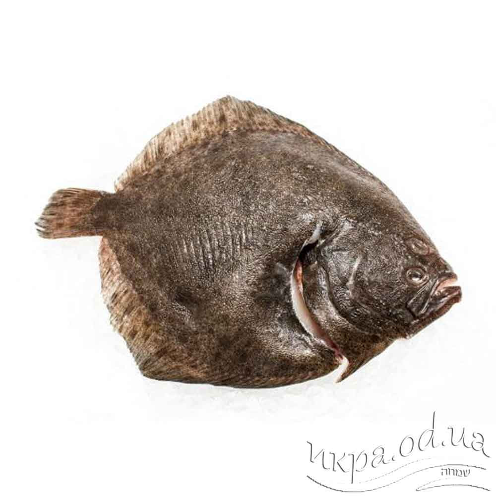 Камбала Тюрбо (большой ромб) рыба шоковой заморозки (размерный ряд 600/800)