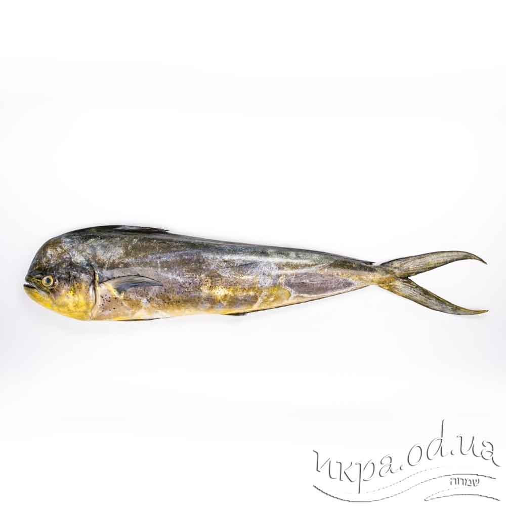 Филе рыбы махи - махи (золотая макрель) шоковой заморозки